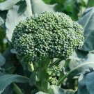 Broccoli 'Di Ciccio' Italian Heirloom 100 Seed Packet