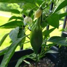 Jalapeno Chilli 40 Seed Pack