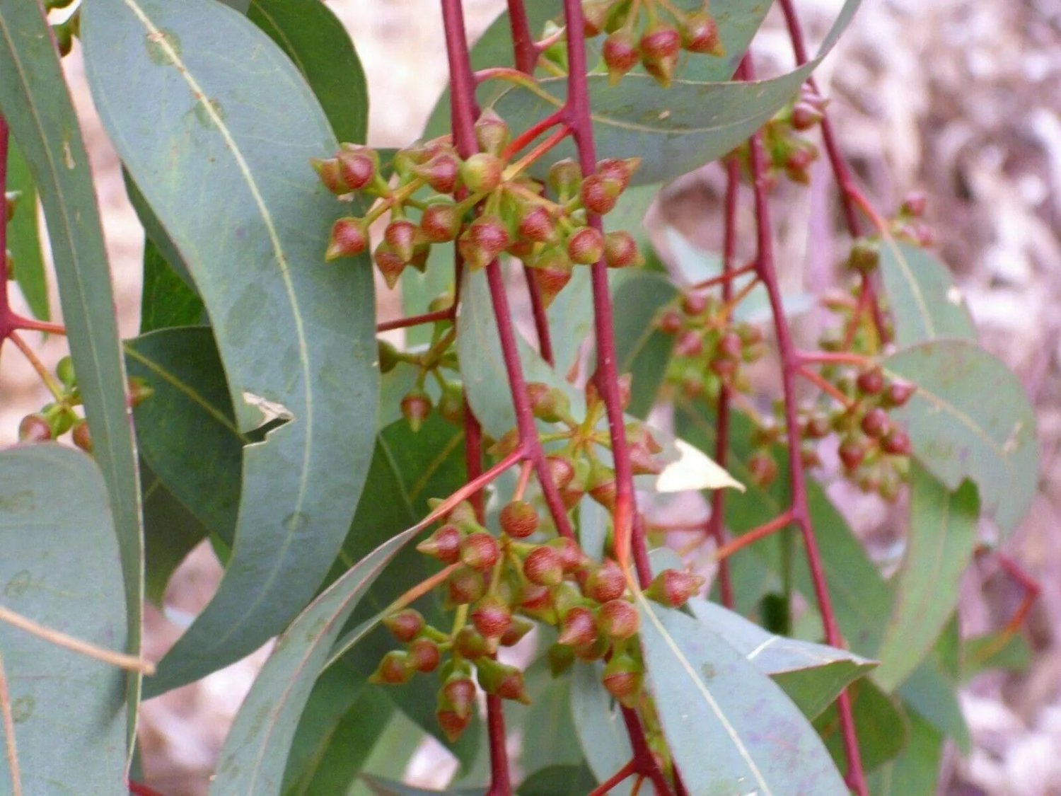 Eucalyptus Camaldulensis (River Red Gum) - Native Tree 200 Seeds - Bonsai