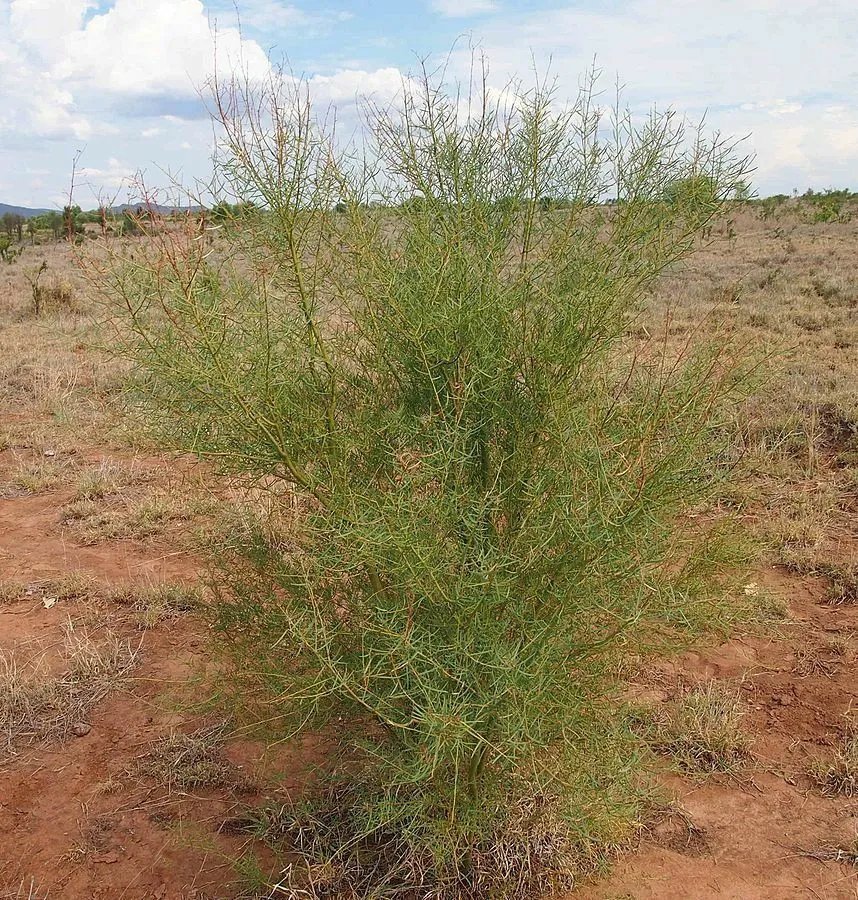 Acacia Victoriae - Gundabluey/Bardi Bush - 30 Seeds