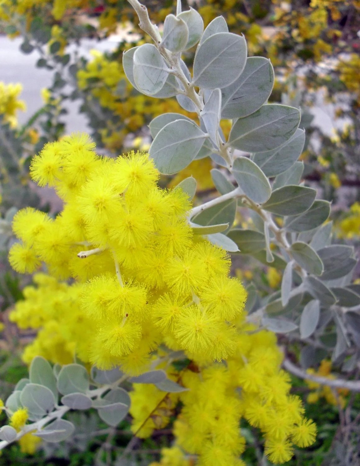 Acacia Podalyriifolia Mt Morgan Wattle 10 Seeds Native Wattle