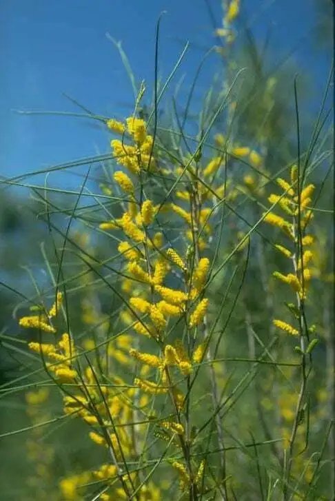 Acacia Burkittii 100 Seeds Burkitt'S Wattle, Fine Leaf Jam