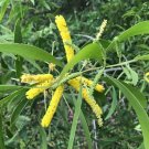 Acacia Auriculiformis - 10 Seed Pack - Earleaf Acacia, Northern Black Wattle.