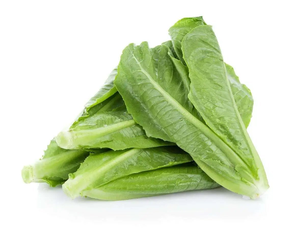 Romaine Lettuce Parris Island Cos Seeds Lactuca Sativa