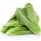 Romaine Lettuce Parris Island Cos Seeds Lactuca Sativa