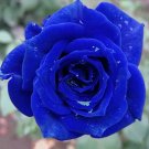 20 Seeds For Navy Blue Rare Rose Hybrid Tea Flower Bush