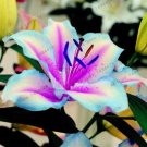 20 Seeds For Blue/Violet Lily Rare Flower Exotic Plant