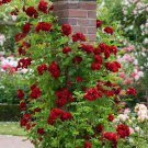 20 Seeds For Crimson Red Rare Climber Climbing Rose Bud Flower Exotic