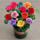 20 Seeds For Mixed Colors Rare Rose Hybrid Flower Bush