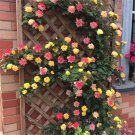 20 Seeds For Joseph Coat Rare Climber Climbing Rose Flower Exotic