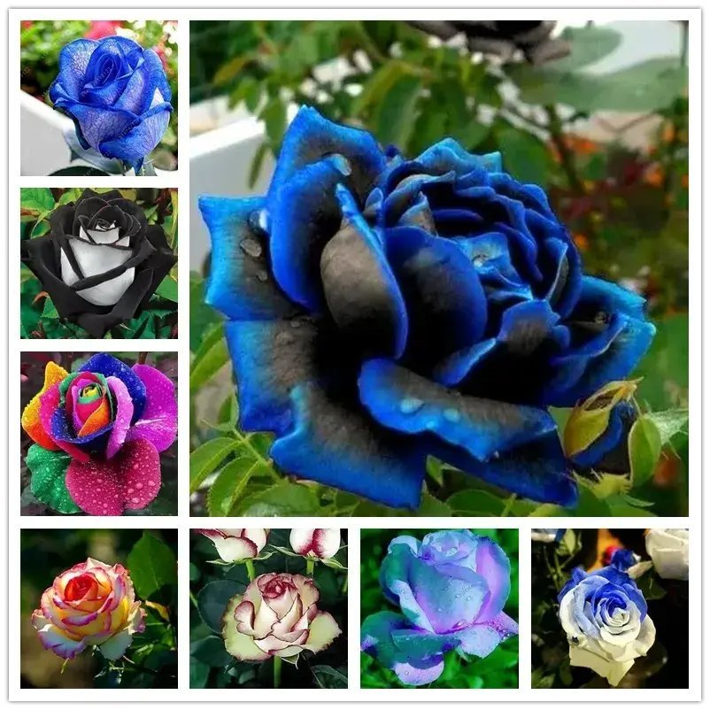 20 Mixed Seeds For Rare Rose Tea Blue Violet Flower Bush