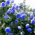20 Seeds For Blue Rare Climber Climbing Rose Flower