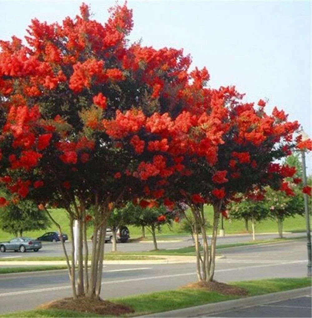 20 Seeds For Bright Red Crape Myrtle Rare Flower Exotic Tree Plant