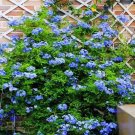 20 Seeds For Blue Jasmine Rare Flower Exotic Climber Vine