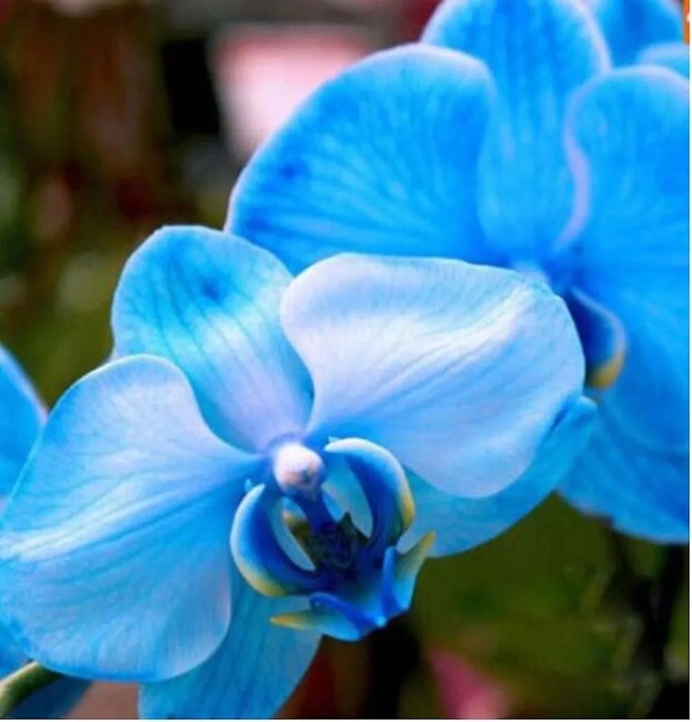20 Seeds For Blue Orchid Rare Flower Bloom Exotic House Plant