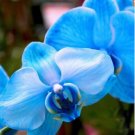 20 Seeds For Blue Orchid Rare Flower Bloom Exotic House Plant