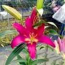 20 Seeds For Fuchsia Pink 3 Lily Rare Flower Bloom Exotic Plant