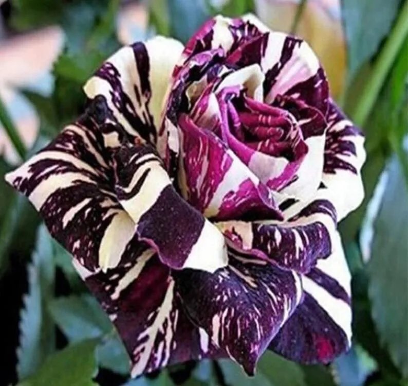 20 Seeds For Purple/White Dragon Striped Rose Flower Bush Rare Exotic