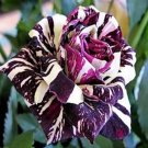 20 Seeds For Purple/White Dragon Striped Rose Flower Bush Rare Exotic