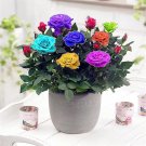 20 Seeds For Small Mix Mini Flora Rare Rose Flower Bush