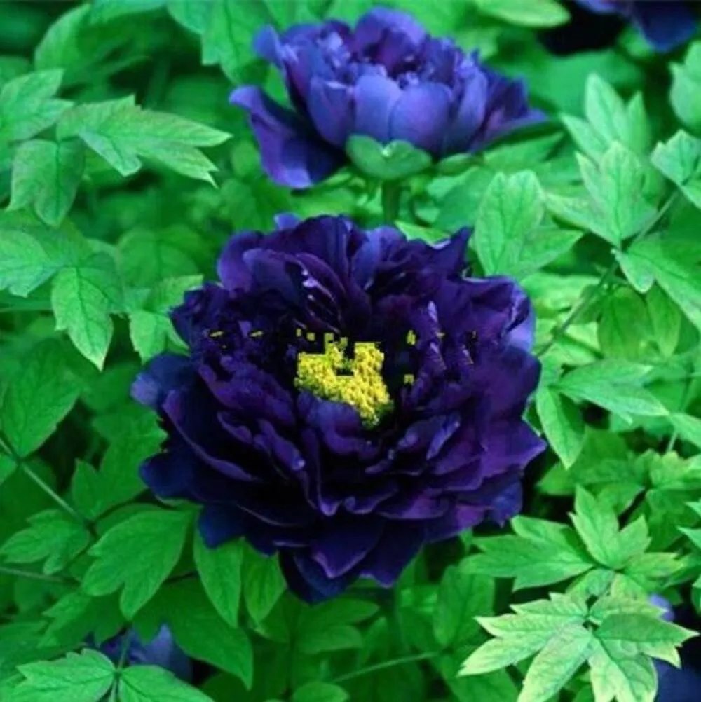20 Seeds For Blue Purple Peonies Rare Blossom Flowering