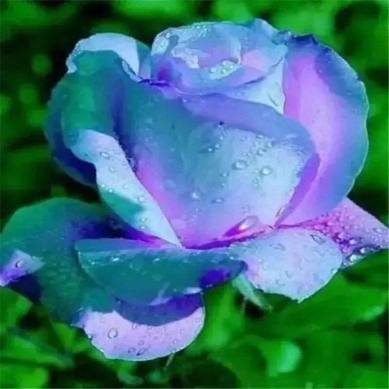 20 Seeds For Light Blue/Violet Rare Rose Tea Flower Bush