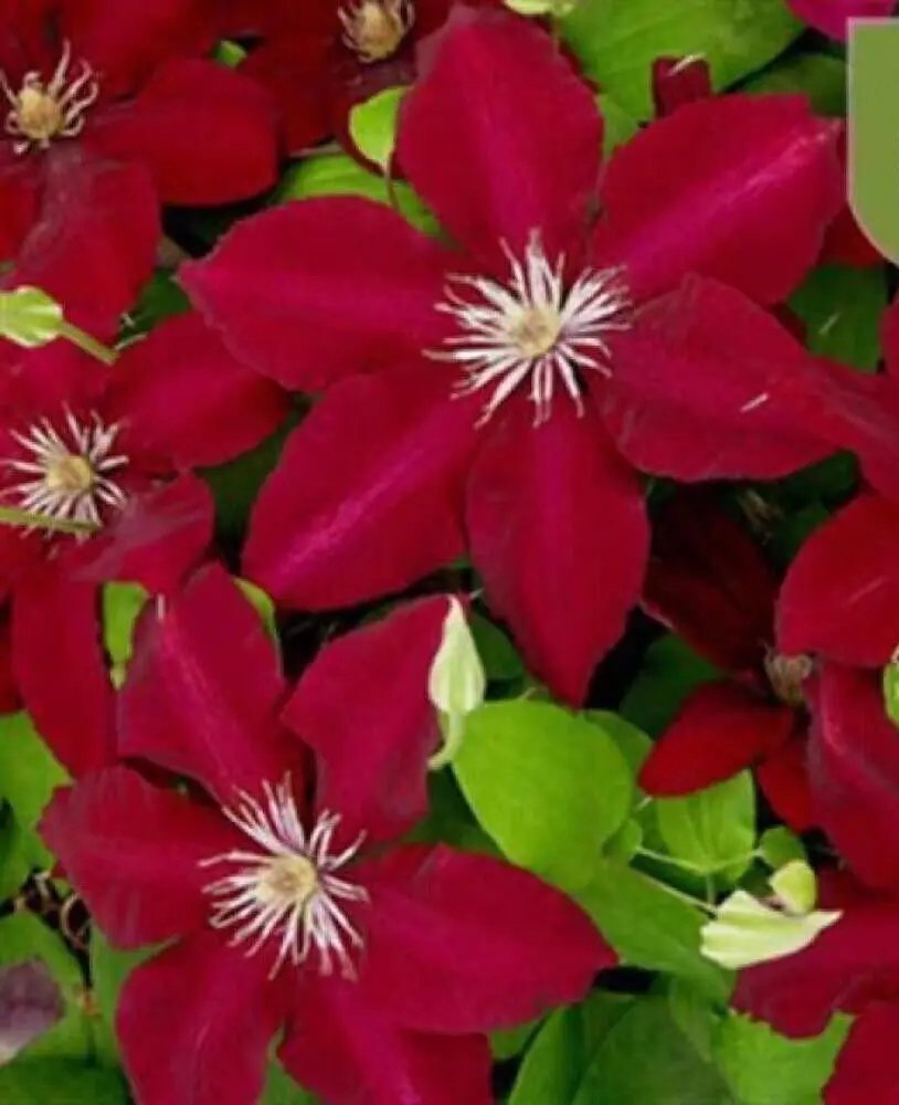 20 Seeds For Deep Red Clematis Rare Flower Exotic Vine