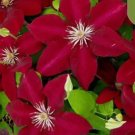 20 Seeds For Deep Red Clematis Rare Flower Exotic Vine