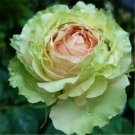 20 Seeds For Green/Brown Rare Rose Hybrid Flower Bush