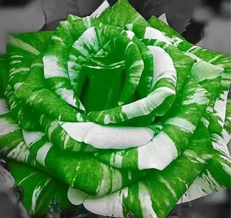 20 Seeds For Green/White Dragon Striped Rose Flower Bush Rare Exotic