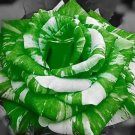 20 Seeds For Green/White Dragon Striped Rose Flower Bush Rare Exotic