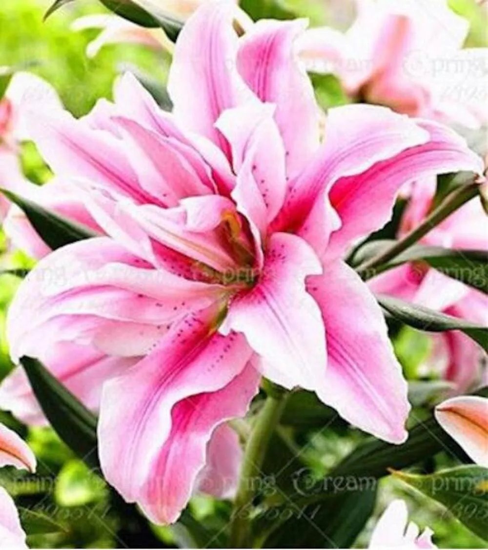 20 Seeds For Baby Pink Lily Rare Flower Exotic Plant