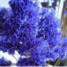 20 Seeds For Purple Violet Crape Myrtle Rare Flower Exotic Tree Plant
