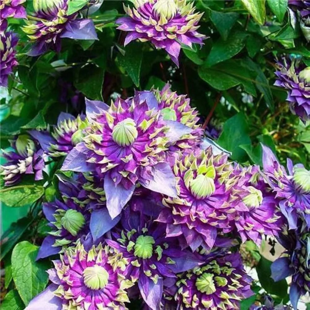 20 Seeds Spike Purple Clematis Rare Flower Exotic Vine 23