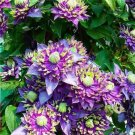 20 Seeds Spike Purple Clematis Rare Flower Exotic Vine 23