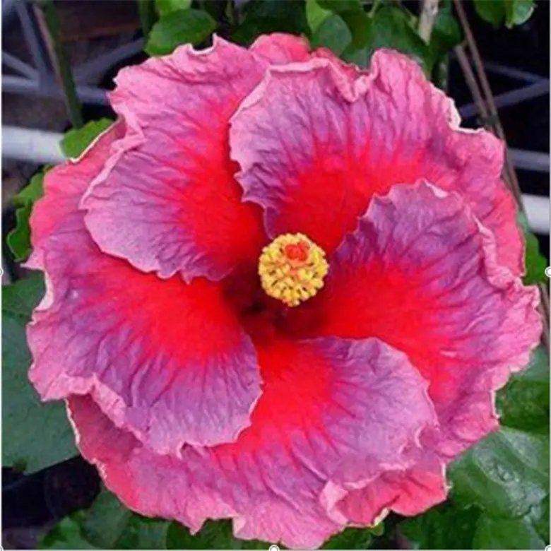 20 Seeds Violet Red Hibiscus Flower Exotic/House Plant