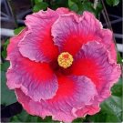 20 Seeds Violet Red Hibiscus Flower Exotic/House Plant