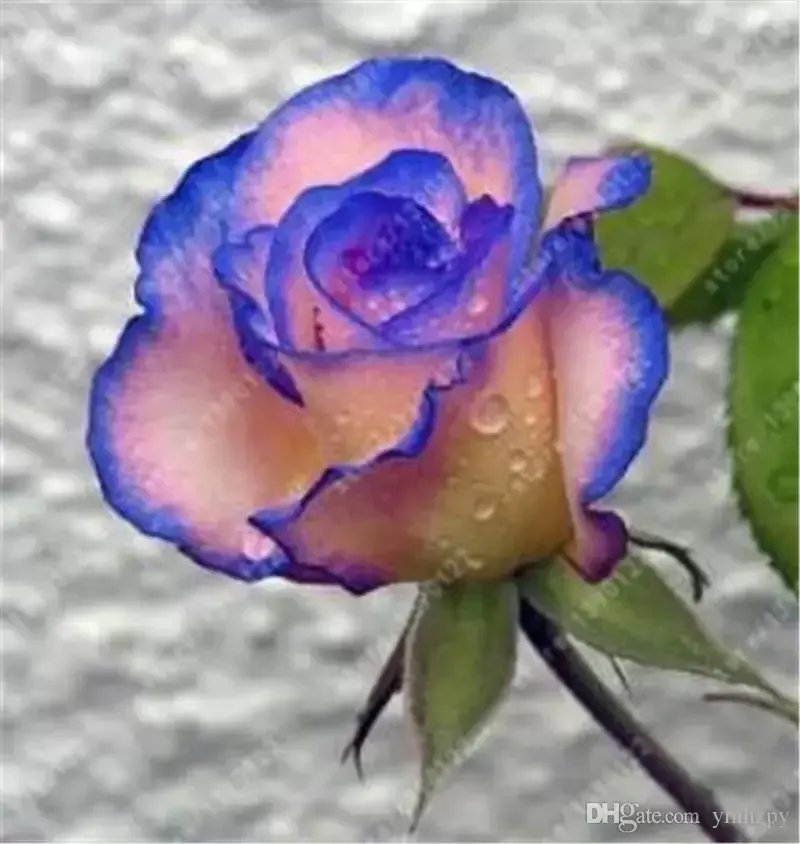 20 Seeds For Navy Blue/Baby Pink Rare Rose Flower Bush