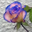 20 Seeds For Navy Blue/Baby Pink Rare Rose Flower Bush