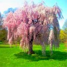 20 Seeds For Baby Pink Weeping Sakura Cherry Rare Exotic Sun Tree