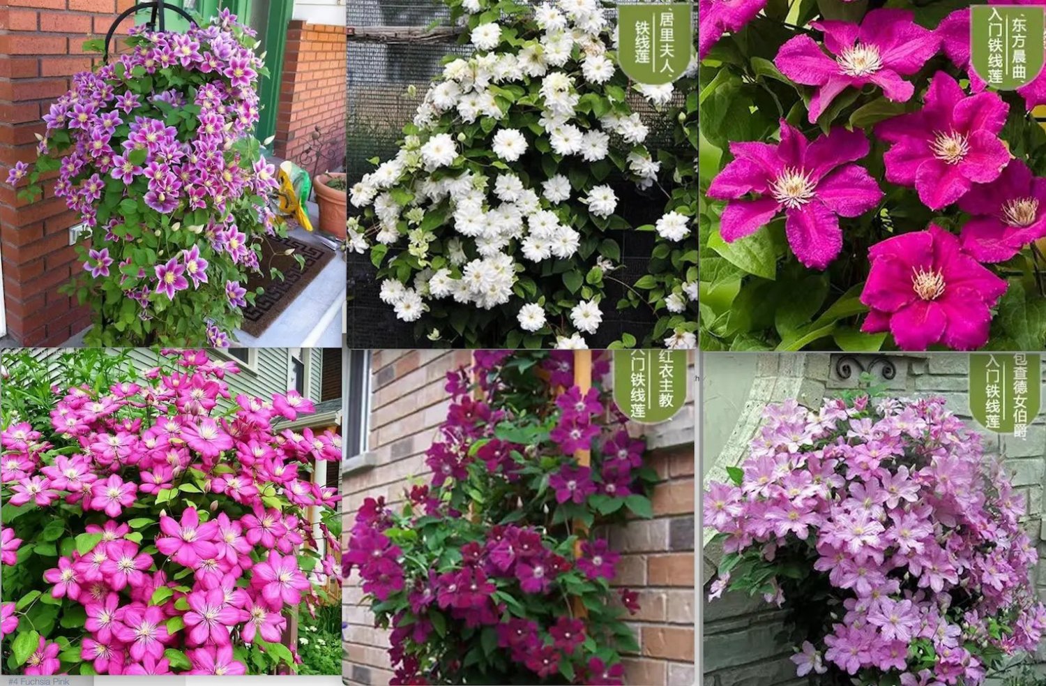 20 Mixed Color Seeds Clematis Rare Flower Exotic Vine