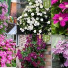 20 Mixed Color Seeds Clematis Rare Flower Exotic Vine