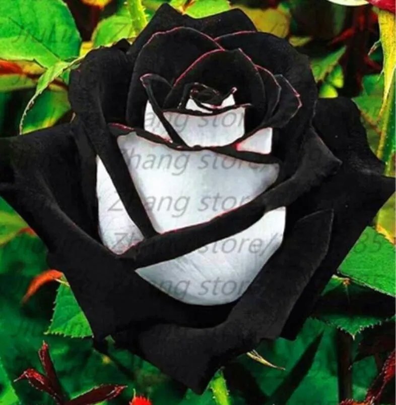 20 Seeds For Black/White Rare Blend Rose Bud Flower Bush