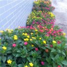 20 Seeds For Mix Color Jasmine Rare Flower Exotic Vine