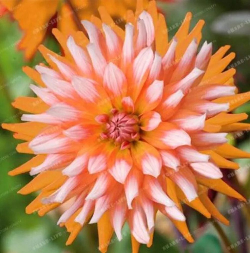 20 Seeds For Orange White Tip Dahlia Rare Flower Exotic Bloom Plant