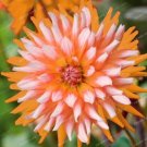 20 Seeds For Orange White Tip Dahlia Rare Flower Exotic Bloom Plant