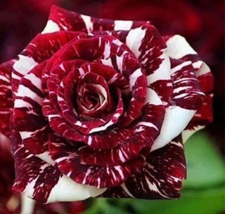 20 Seeds For Maroon/White Dragon Striped Rose Flower Bush Rare Exotic