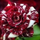20 Seeds For Maroon/White Dragon Striped Rose Flower Bush Rare Exotic