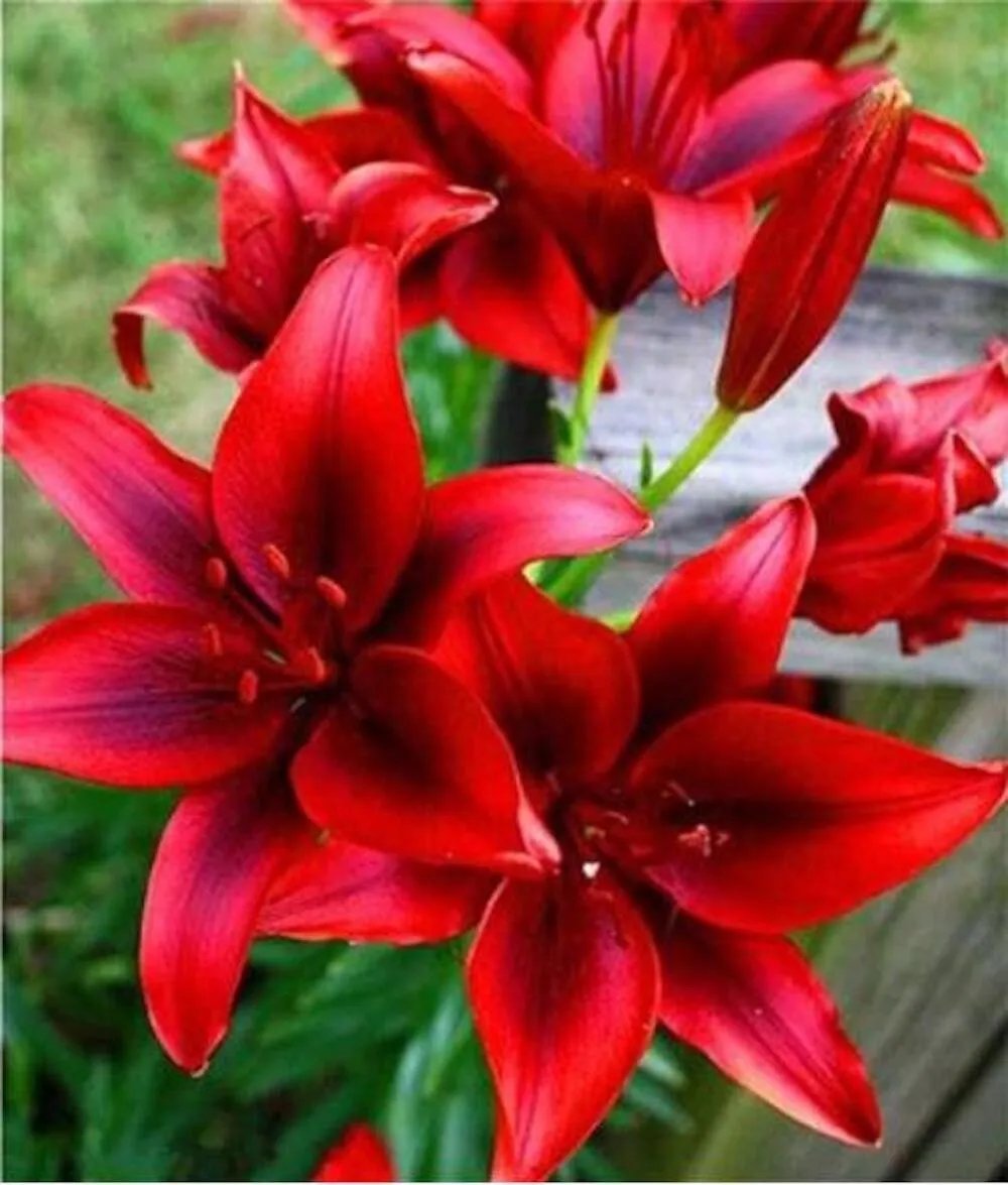 20 Seeds For Deep Red Lily Rare Flower Exotic Bloom Plant