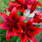 20 Seeds For Deep Red Lily Rare Flower Exotic Bloom Plant